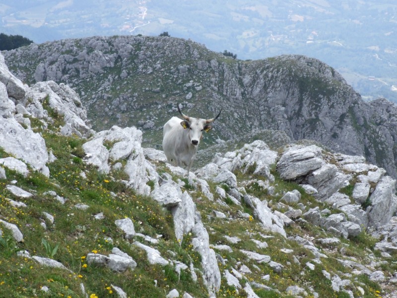 Animali al pascolo